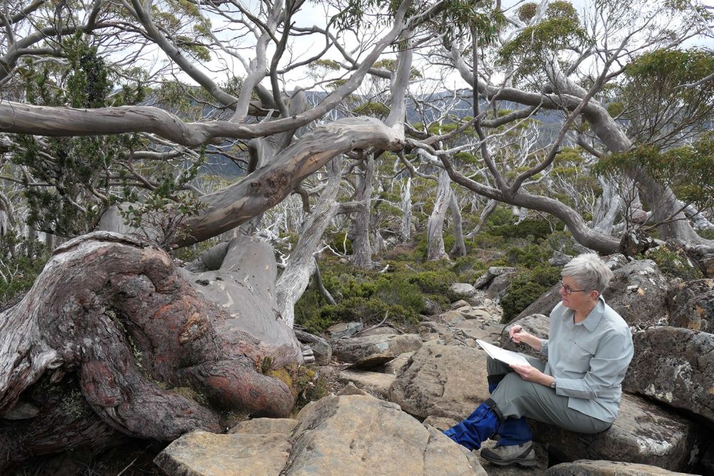 AW plein air snow gums 02