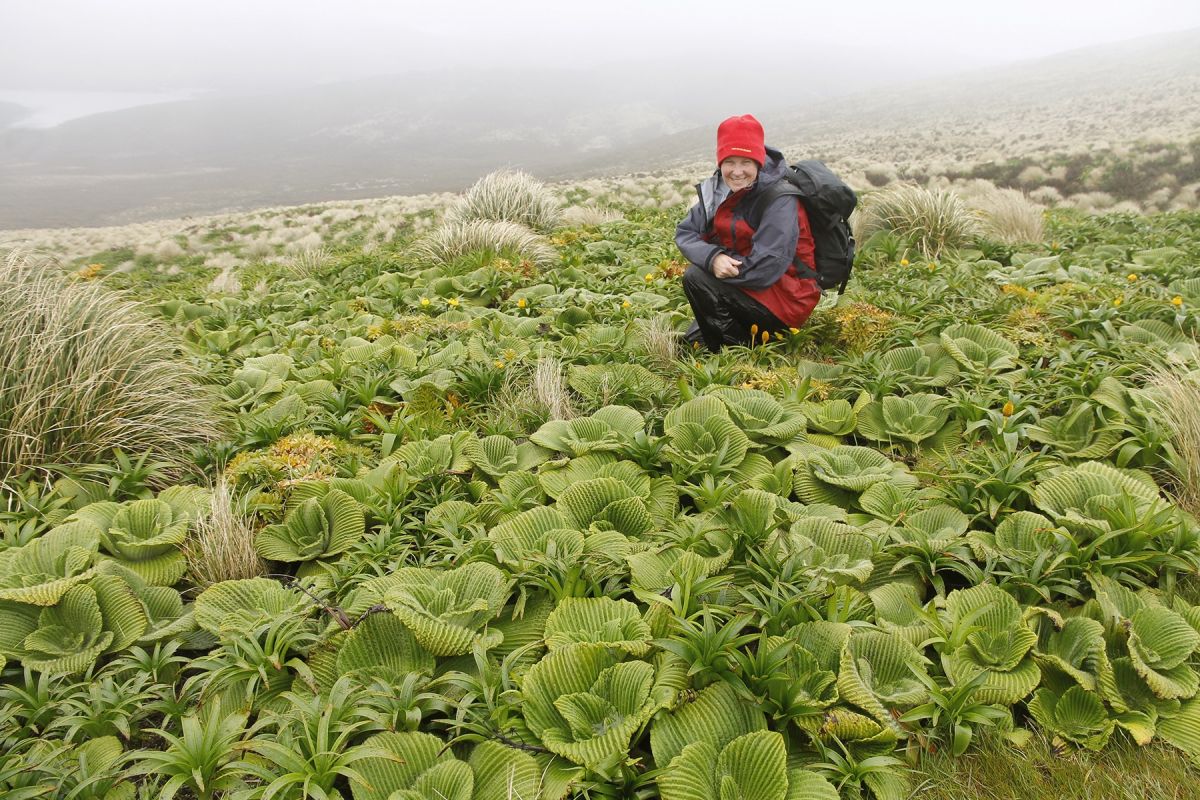 Adrienne with Megaherbs Campbell Island W