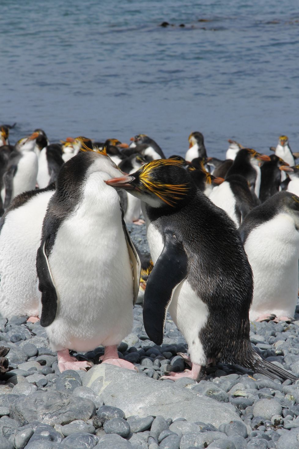 AW Preening Penguins W