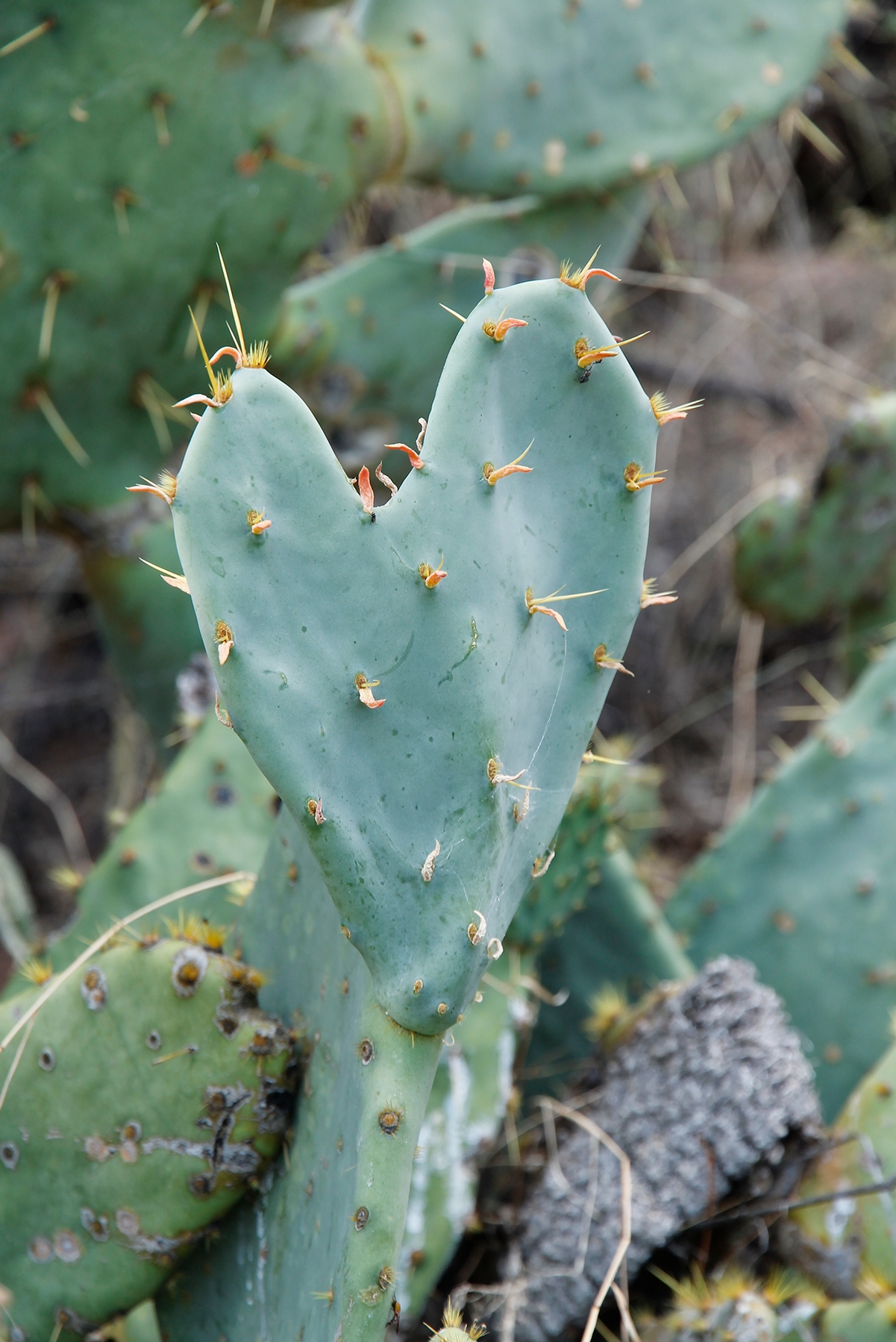 Nopal cactus